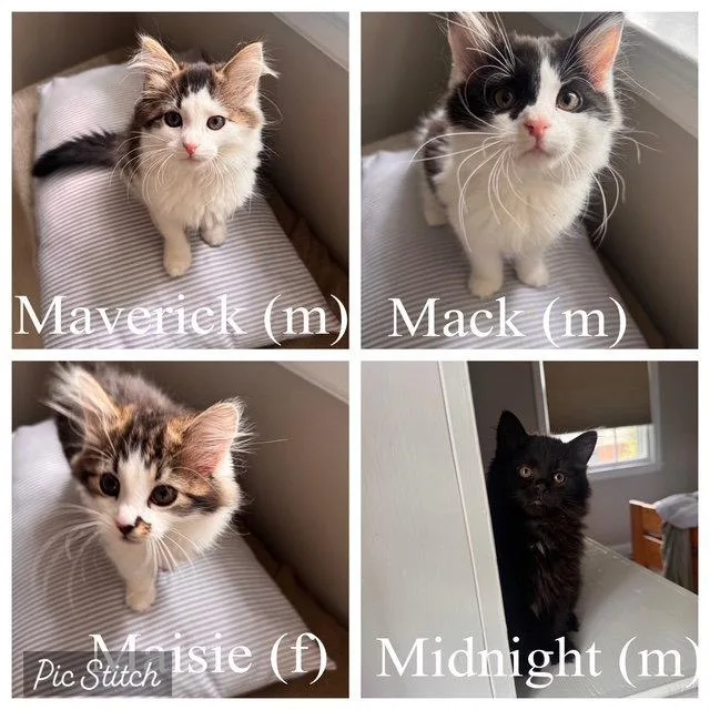 A baby medium-sized male Black & White / Tuxedo Domestic Short Hair cat named Mac for adoption in Herndon, VA