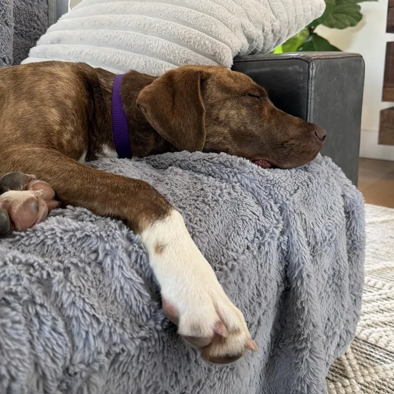 A young medium-sized male Brindle Pit Bull Terrier dog named Buck for adoption in Austin, TX