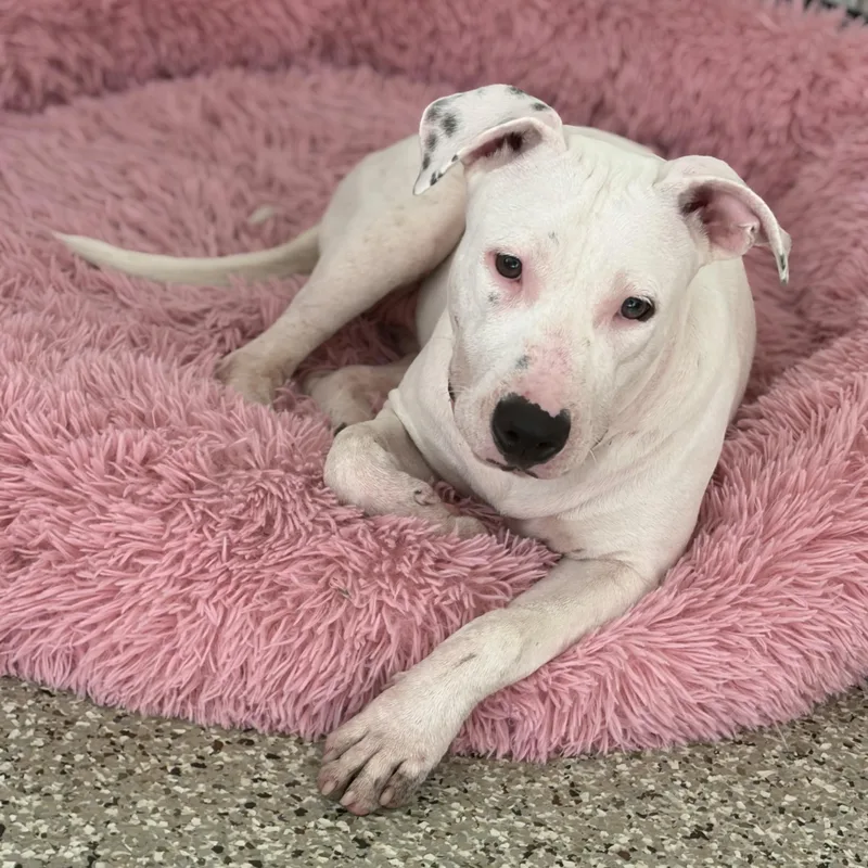 A young medium-sized female White / Cream Pit Bull Terrier dog named Trinity for adoption in Spring, TX