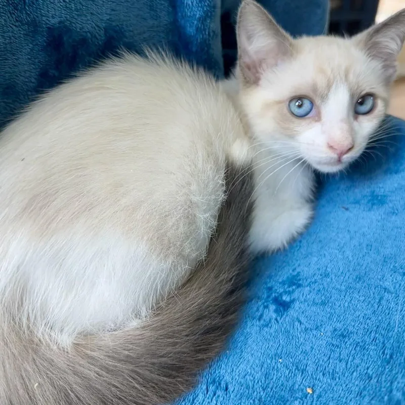 A baby small-sized male White Siamese cat named Peleh for adoption in Santa Fe, TX