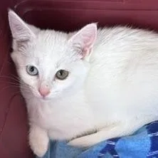 Tallula