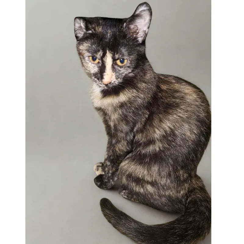 A baby small-sized female Tortoiseshell cat named Cascade for adoption in McKenzie, TN