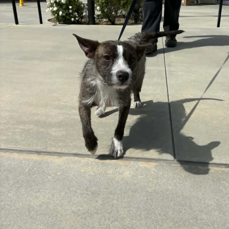 An adult small-sized female Gray / Blue / Silver Terrier dog named Egypt  Costa Mesa for adoption in Chino Hills, CA
