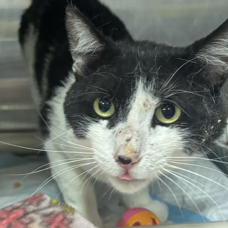 An adult medium-sized male White Domestic Short Hair cat named Colt for adoption in Salt Lake City, UT