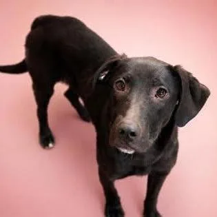 A young medium-sized female Black Labrador Retriever dog named Penny for adoption in Allentown, PA