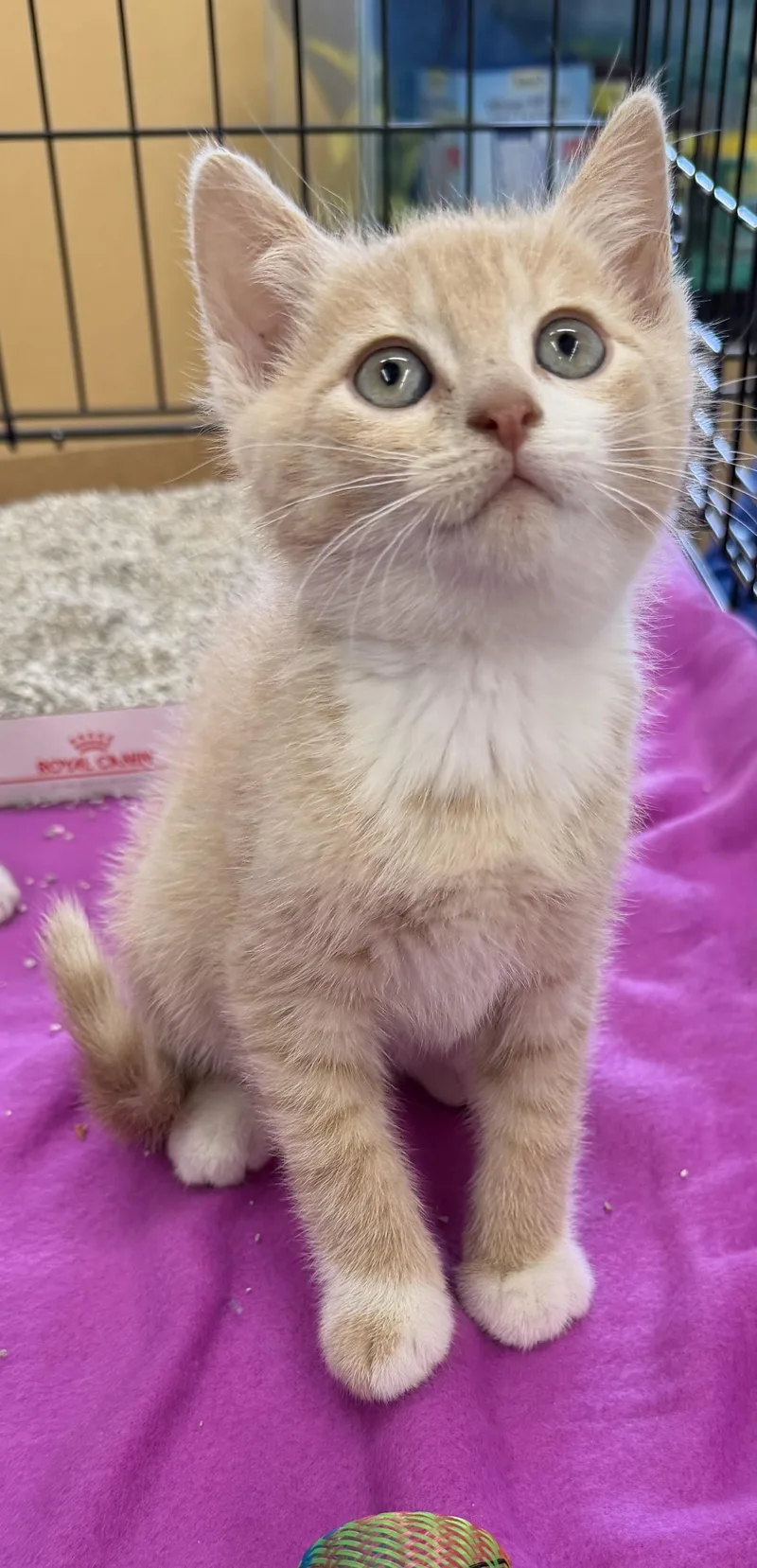 A baby medium-sized male Orange & White Domestic Short Hair cat named Mickey for adoption in Westfield, NJ