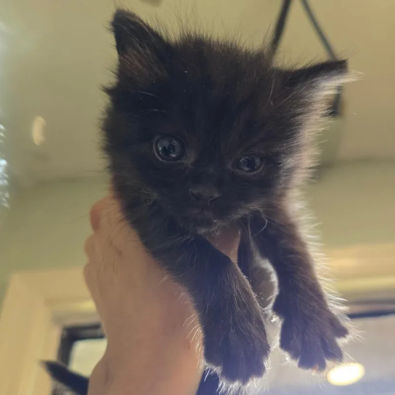A baby small-sized male Black Domestic Medium Hair cat named Madison for adoption in Waldorf, MD