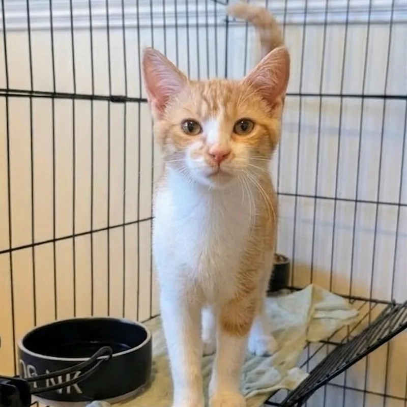 Sherminator thumbnail 2