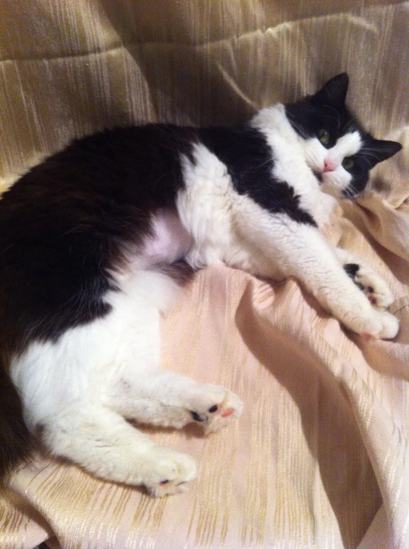 An adult large-sized female Black & White / Tuxedo Maine Coon cat named Chloe Long Fur With for adoption in West Chester, PA