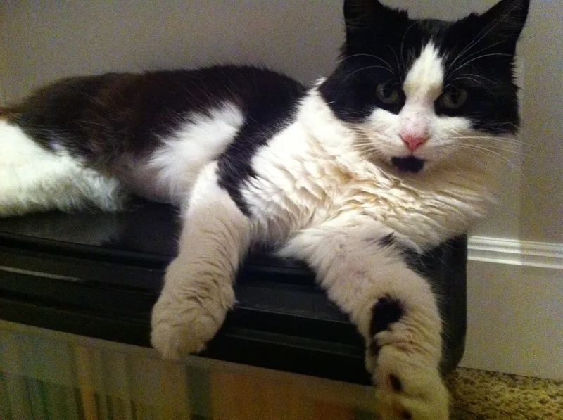 Chloe Long Fur With thumbnail 2