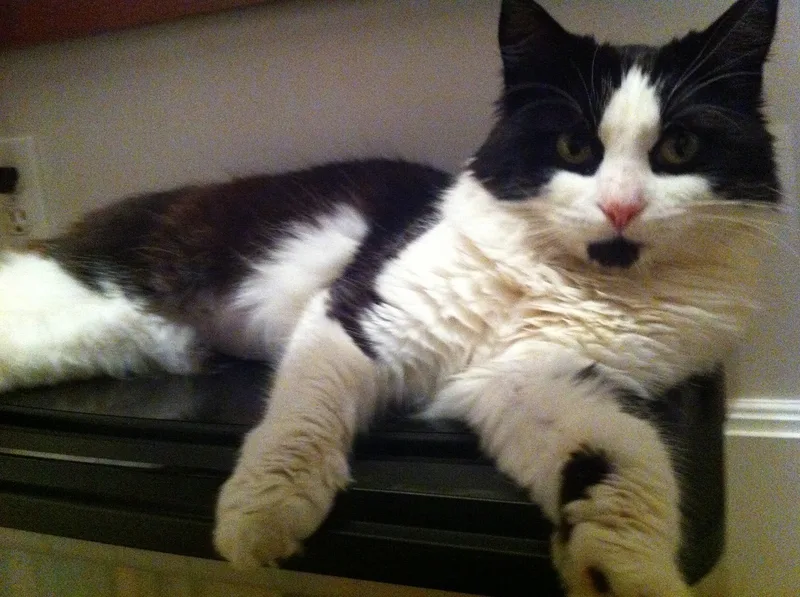 Chloe Long Fur With thumbnail 3