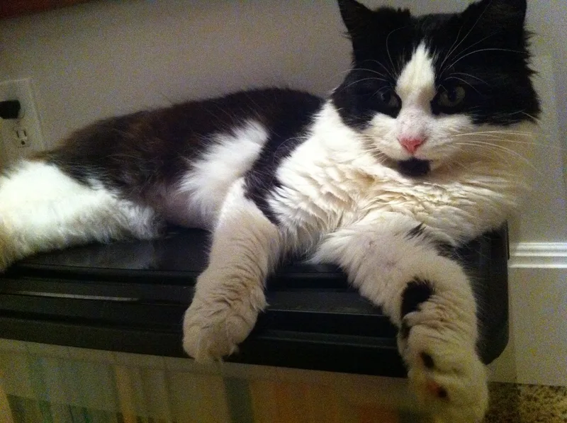 Chloe Long Fur With thumbnail 4