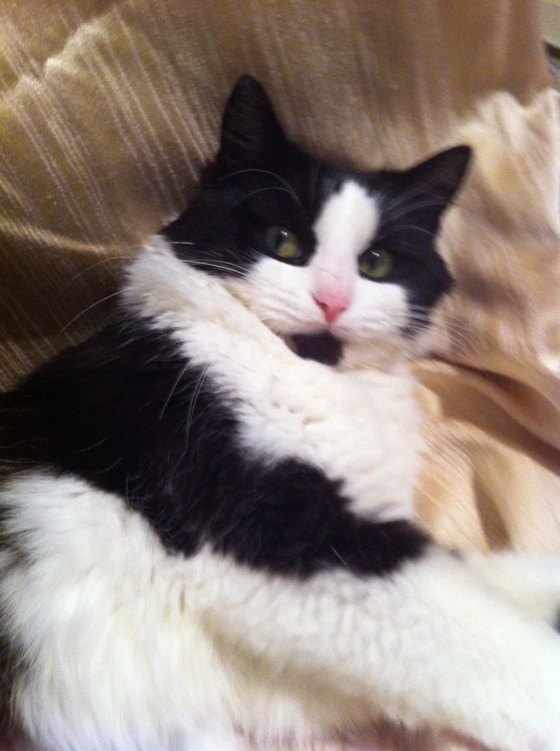 Chloe Long Fur With thumbnail 5