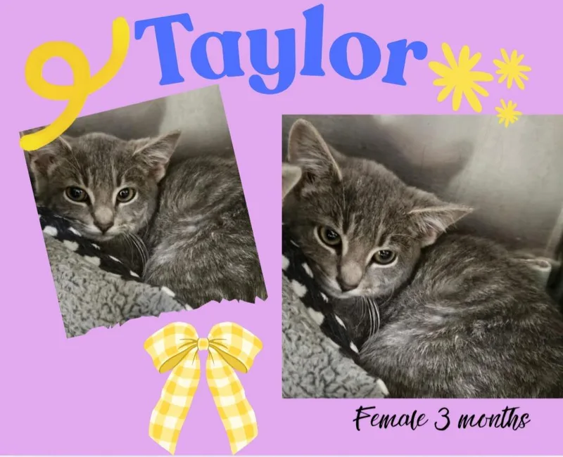 A baby large-sized female Domestic Short Hair cat named Taylor for adoption in Blountville, TN