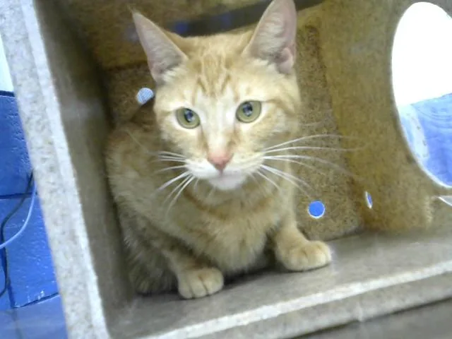 An adult medium-sized female Domestic Short Hair cat named Ronda for adoption in Albuquerque, NM