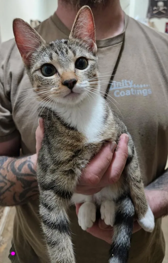 A baby medium-sized female Domestic Short Hair cat named Parkour for adoption in Spring, TX
