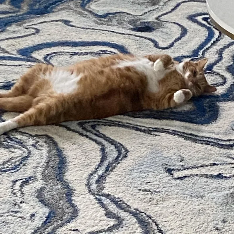 An adult small-sized female Orange / Red Domestic Short Hair cat named Luna for adoption in Potomac, MD