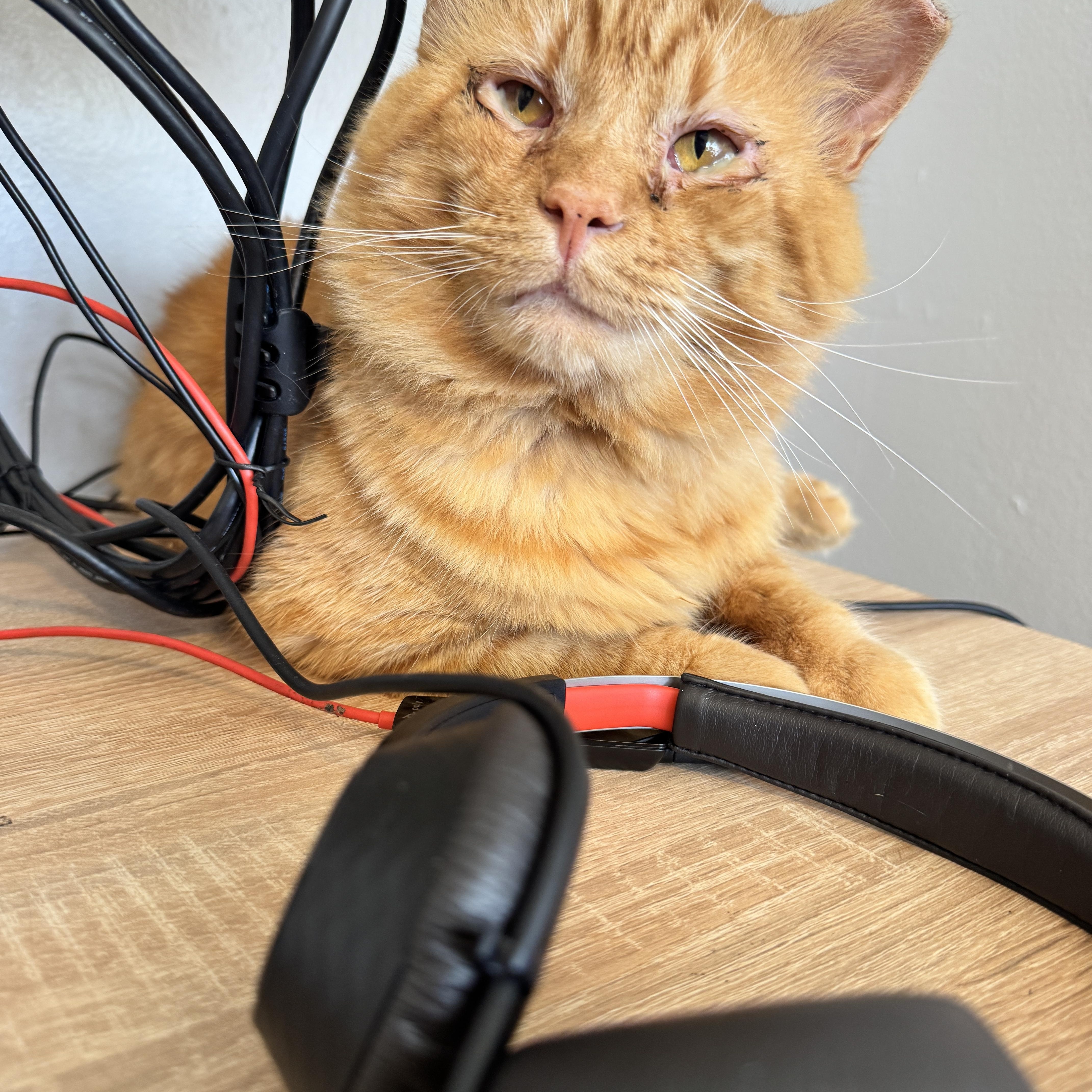 An adult medium-sized male Orange / Red Domestic Long Hair cat named Orange juice for adoption in Canton, OH