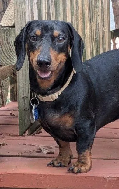 An adult medium-sized male Dachshund dog named Bruno for adoption in Pearland, TX