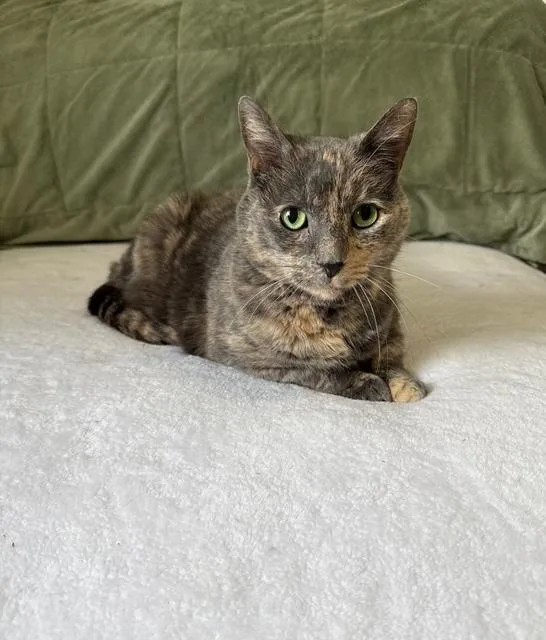 An adult medium-sized female Dilute Calico cat named Sassy for adoption in Jefferson, LA