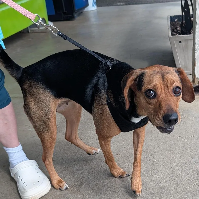 A young medium-sized female Terrier dog named JoJo for adoption in Jefferson city, TN