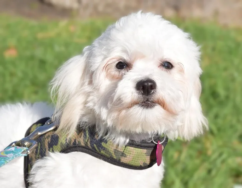 A young small-sized female White / Cream Maltese dog named Taos for adoption in Mission Viejo, CA