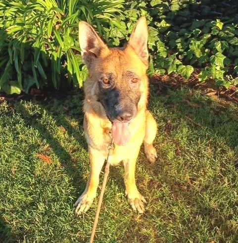 A young large-sized male German Shepherd Dog dog named Prince for adoption in Pleasant Grove, CA