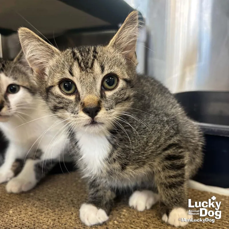 A baby medium-sized male Domestic Short Hair cat named Bailee for adoption in Washington, DC