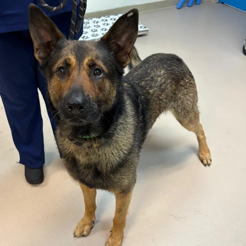 An adult large-sized male Black Shepherd dog named Mars for adoption in Newark, NJ