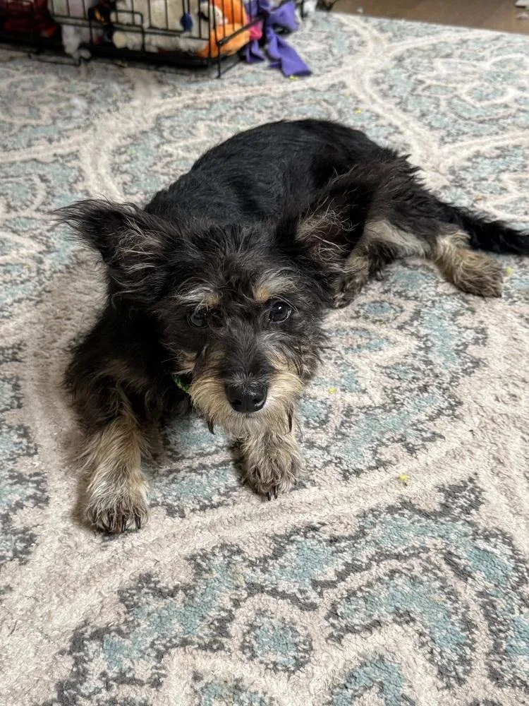 A young small-sized female Tricolor (Brown, Black, & White) Terrier dog named Allie for adoption in San Leon, TX