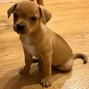 A baby small-sized male Chihuahua dog named Tazer for adoption in Elk Grove Village, IL