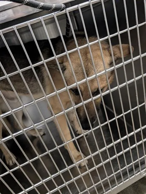 An adult large-sized male German Shepherd Dog dog named Lloyd for adoption in Tucson, AZ
