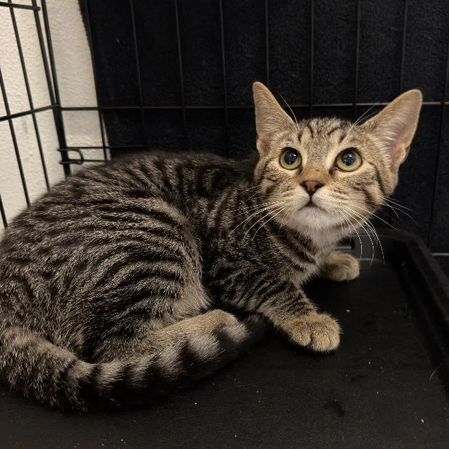 A young medium-sized female Brown / Chocolate Domestic Short Hair cat named Pepperoni for adoption in Newberg, OR