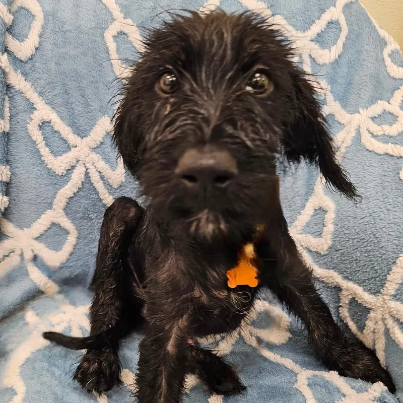 A baby medium-sized male Black Labrador Retriever dog named Fender for adoption in Madisonville, TN