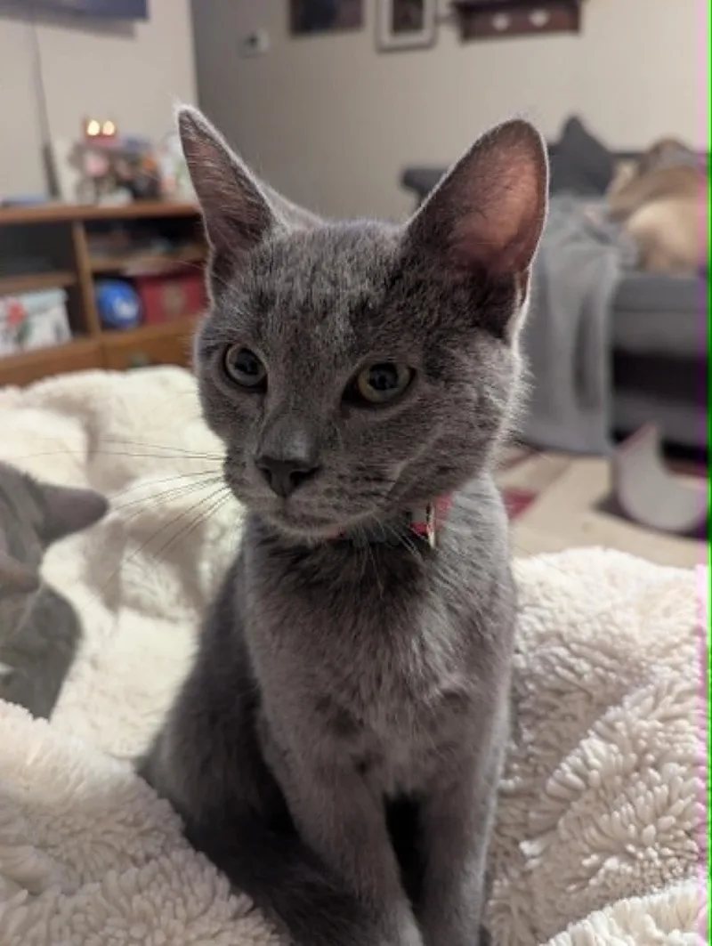A baby medium-sized male Gray / Blue / Silver Domestic Short Hair cat named Stewart for adoption in Overland Park, KS