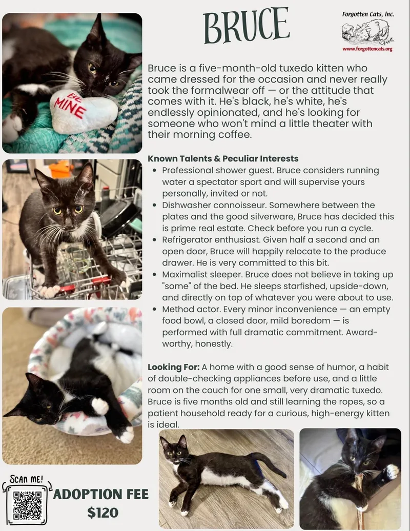 A young medium-sized male Tuxedo cat named BruceDC for adoption in Greenville, DE