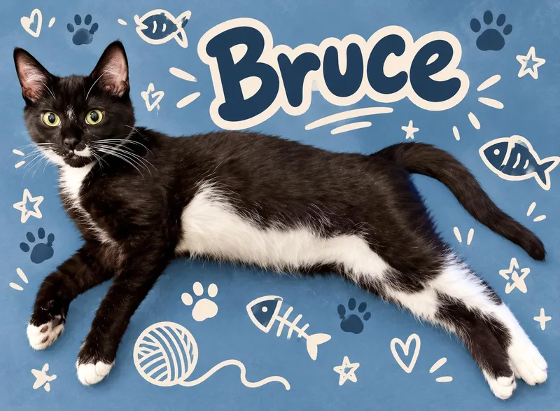 BruceDC thumbnail 2