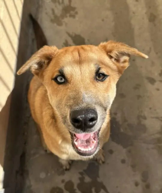 A baby medium-sized male Labrador Retriever dog named Jayson for adoption in Chatsworth, CA