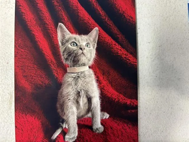 A baby small-sized male Domestic Short Hair cat named Garbonzo Bean for adoption in Grand Prairie, TX