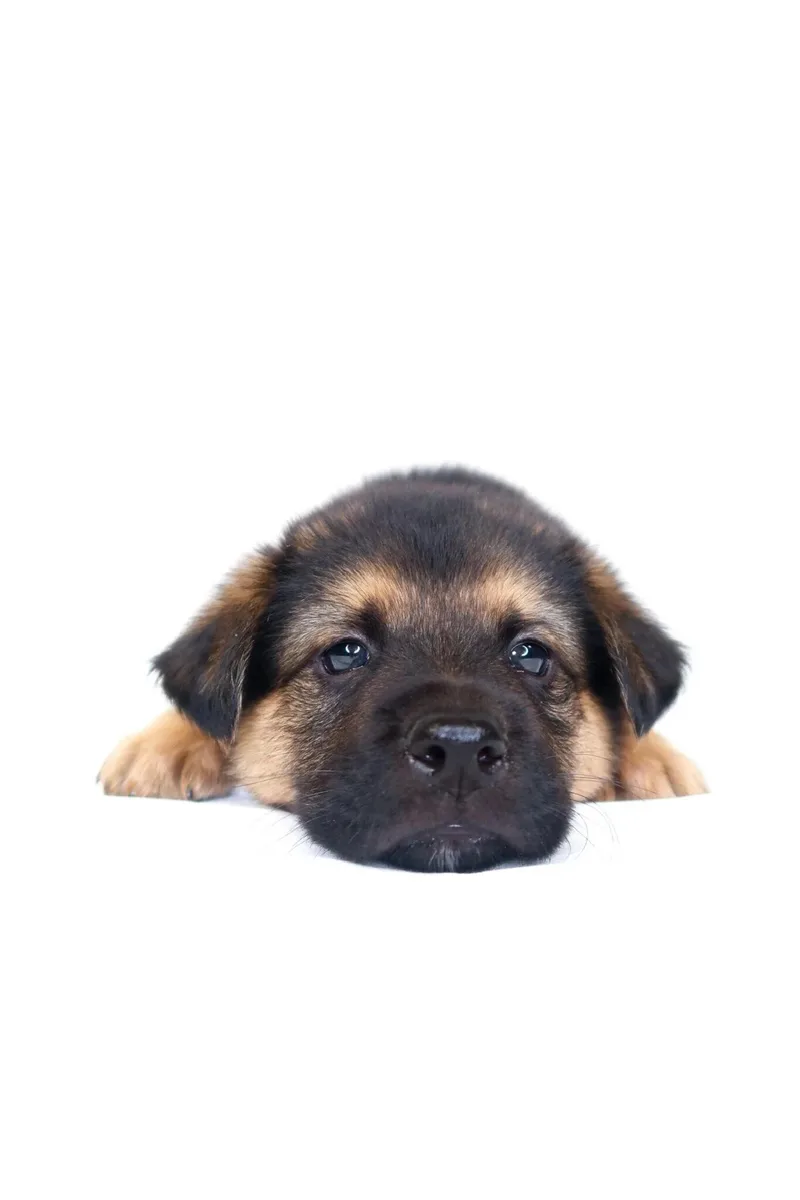 A baby medium-sized male Bicolor Shepherd dog named Tantor for adoption in Bixby, OK