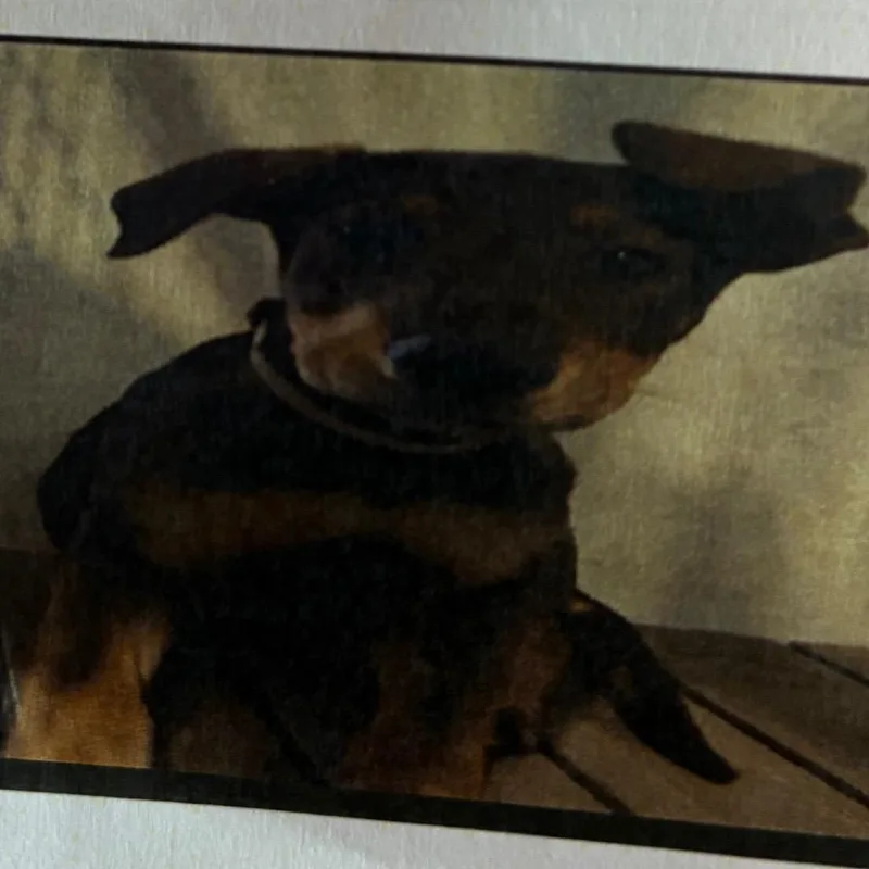 A young small-sized female Black German Shepherd Dog dog named Bitsy for adoption in Northbrook, IL