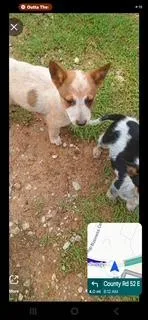 Joey thumbnail 2