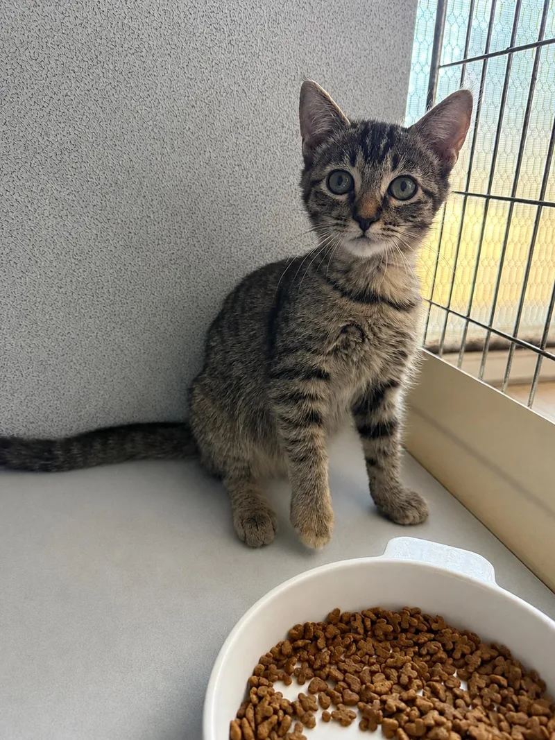 A baby medium-sized female Tabby (Brown / Chocolate) Tabby cat named Whitney for adoption in Fresno, CA