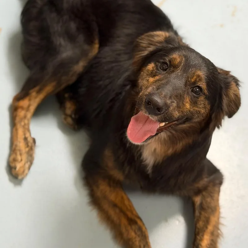 A young medium-sized male Black Shepherd dog named Ragnar for adoption in Brownsboro, AL