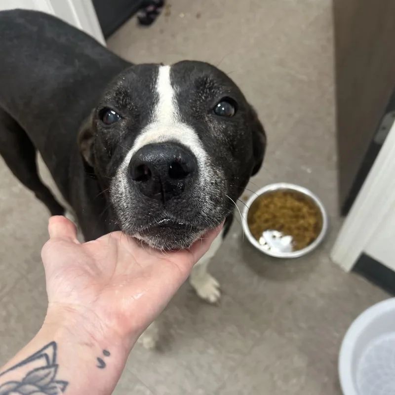 A senior large-sized male Black Labrador Retriever dog named Pawpaw Jennings for adoption in Birmingham, AL