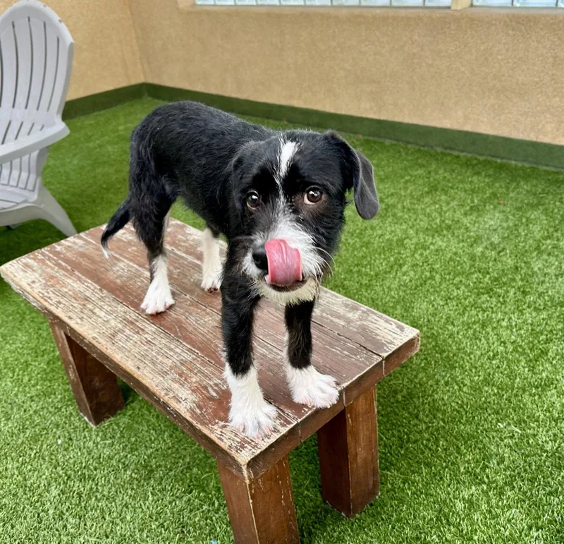 A young medium-sized female Terrier dog named Lulu the Puppy! for adoption in Burlingame, CA