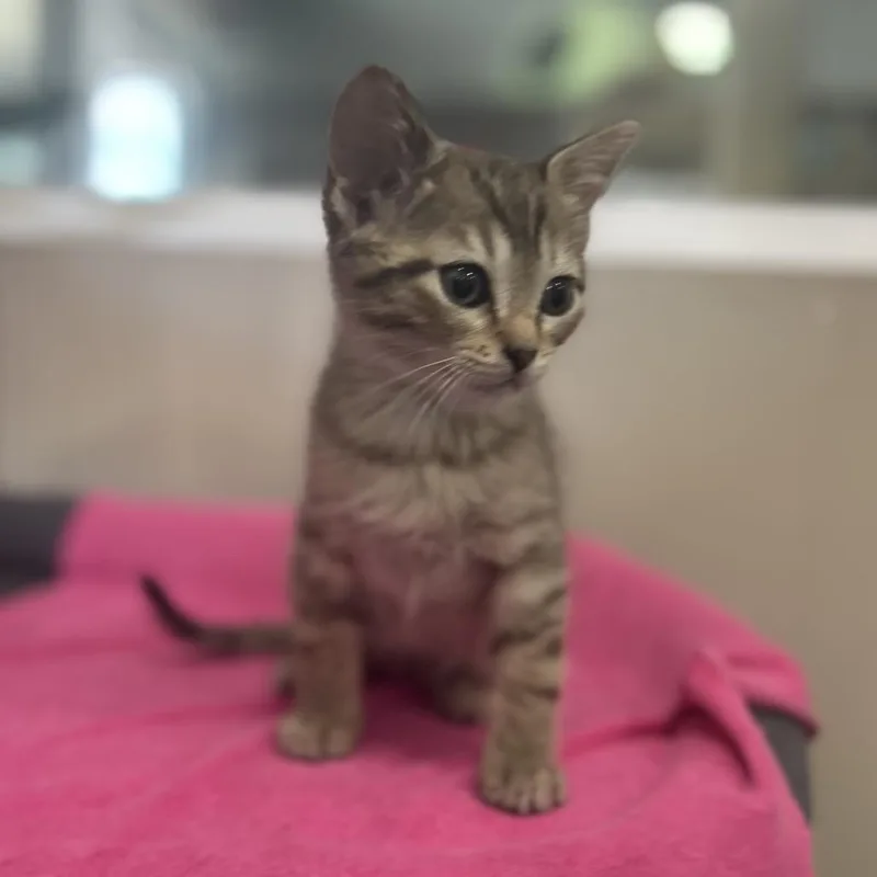 A baby small-sized male Brown / Chocolate Domestic Short Hair cat named Thyme for adoption in La Grange, KY