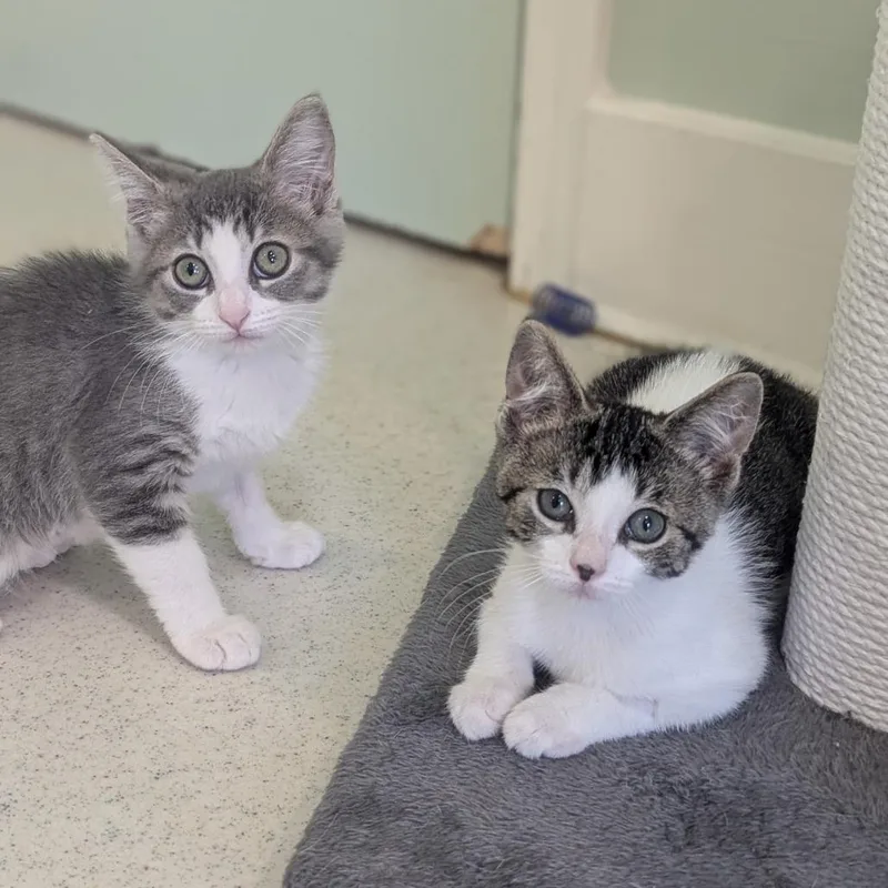A baby medium-sized male Tabby (Brown / Chocolate) Domestic Short Hair cat named Cyrus for adoption in Fenton, MI