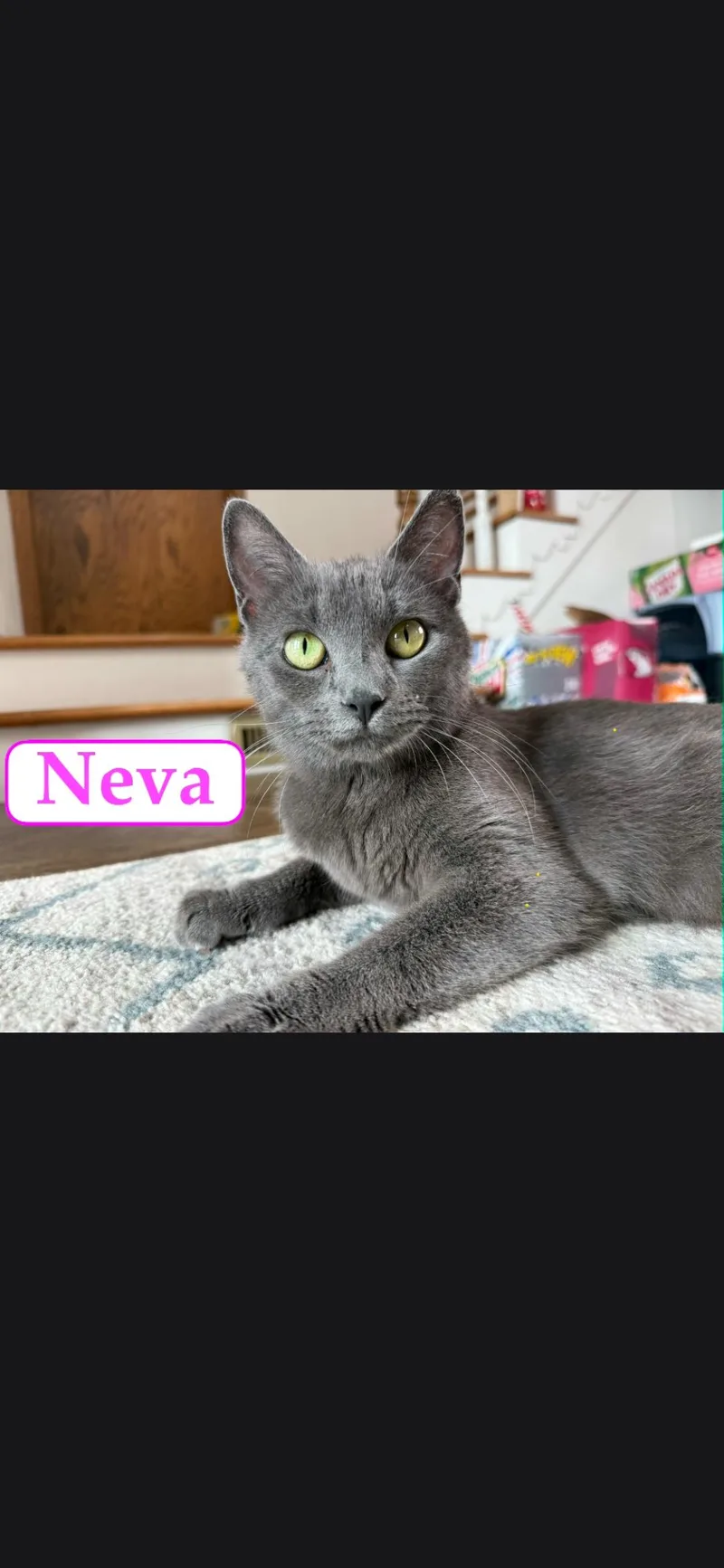 A young large-sized female Gray / Blue / Silver Russian Blue cat named Neva for adoption in Medford, WI