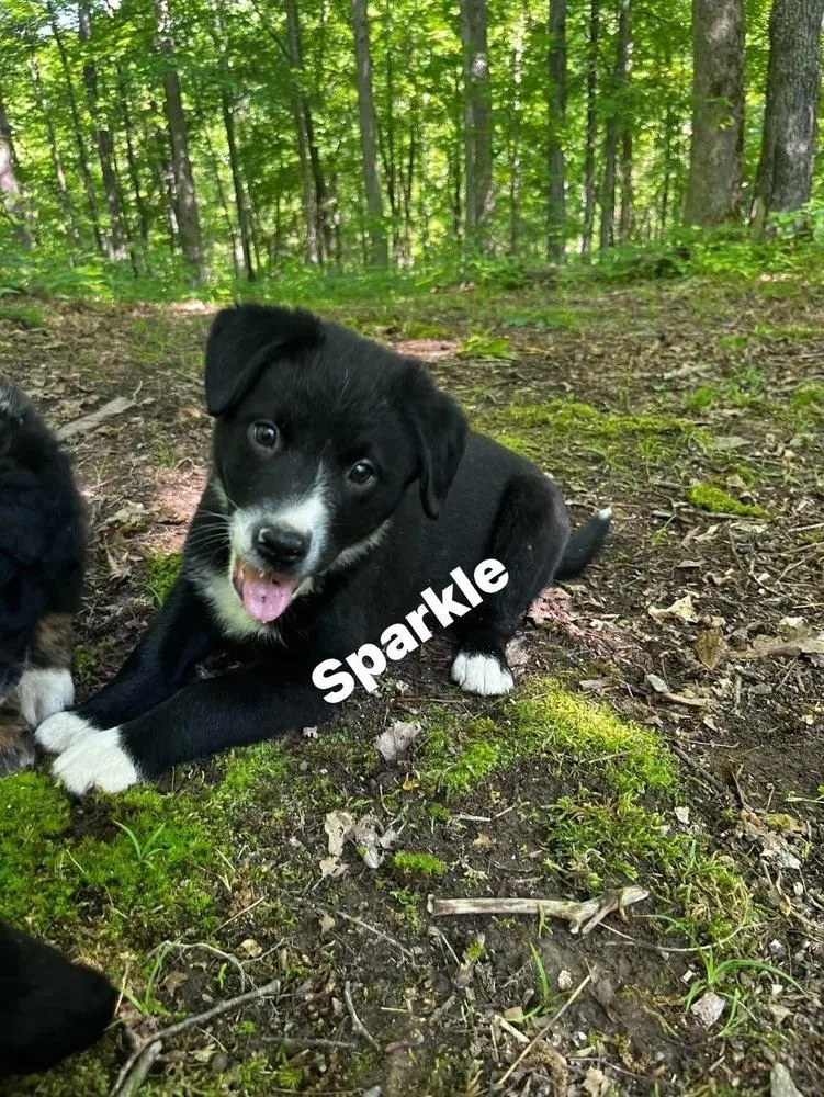 A baby medium-sized female Tricolor (Brown, Black, & White) Border Collie dog named Shine Brights :  for adoption in Aurora, IN